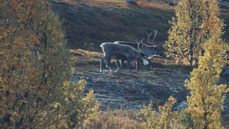 Zwei-Rentiere-Wandern-Grasend-Durch-Den-Herbstlichen-Wald