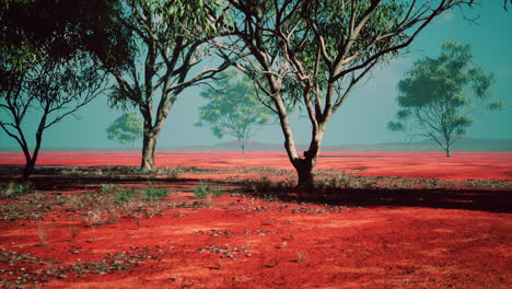 Tres-árboles-De-Acacia-En-Un-Paisaje-Africano