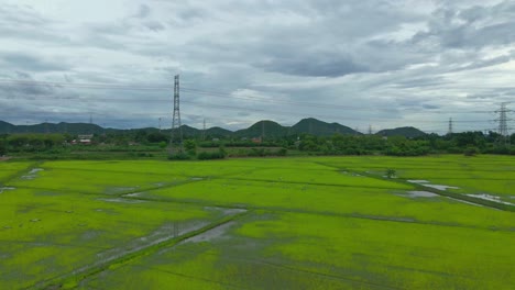 Aves-Silvestres-Vuelan-Sobre-Campos-De-Arroz-En-La-Provincia-De-Ratchaburi,-Tailandia,-Desde-Un-Dron-Aéreo-Inclinándose-Hacia-Arriba