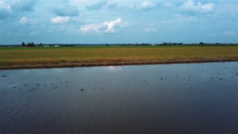 Campo-De-Arroz-Verde-Con-Agua,-Tiro-De-Dron-Bajo,-Rápido-Y-Suave