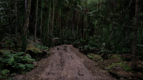 exploring a muddy trail through a lush tropical forest at dawn