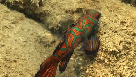 Pez-Mandarín-De-Cerca-En-Rocas-De-Coral-Arenoso