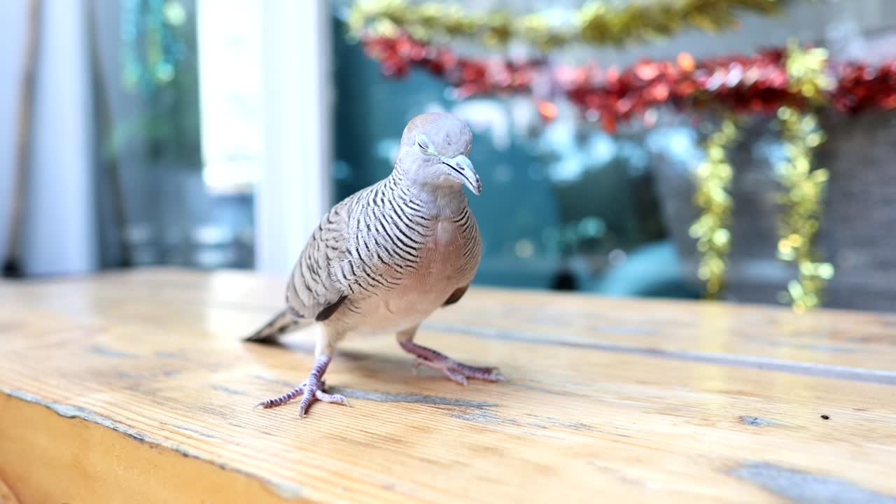 나무 테이블을 가로질러 는 비둘기.