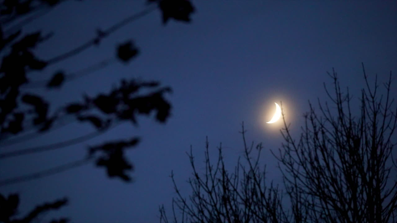 Crescent moon in night sky with tree limbs