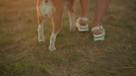 close-up of beagle dog walking alongside woman outdoors during golden hour, with focus on her feet and the dog's tail as they move across grassy field, warm sunlight creates soft ambient glow