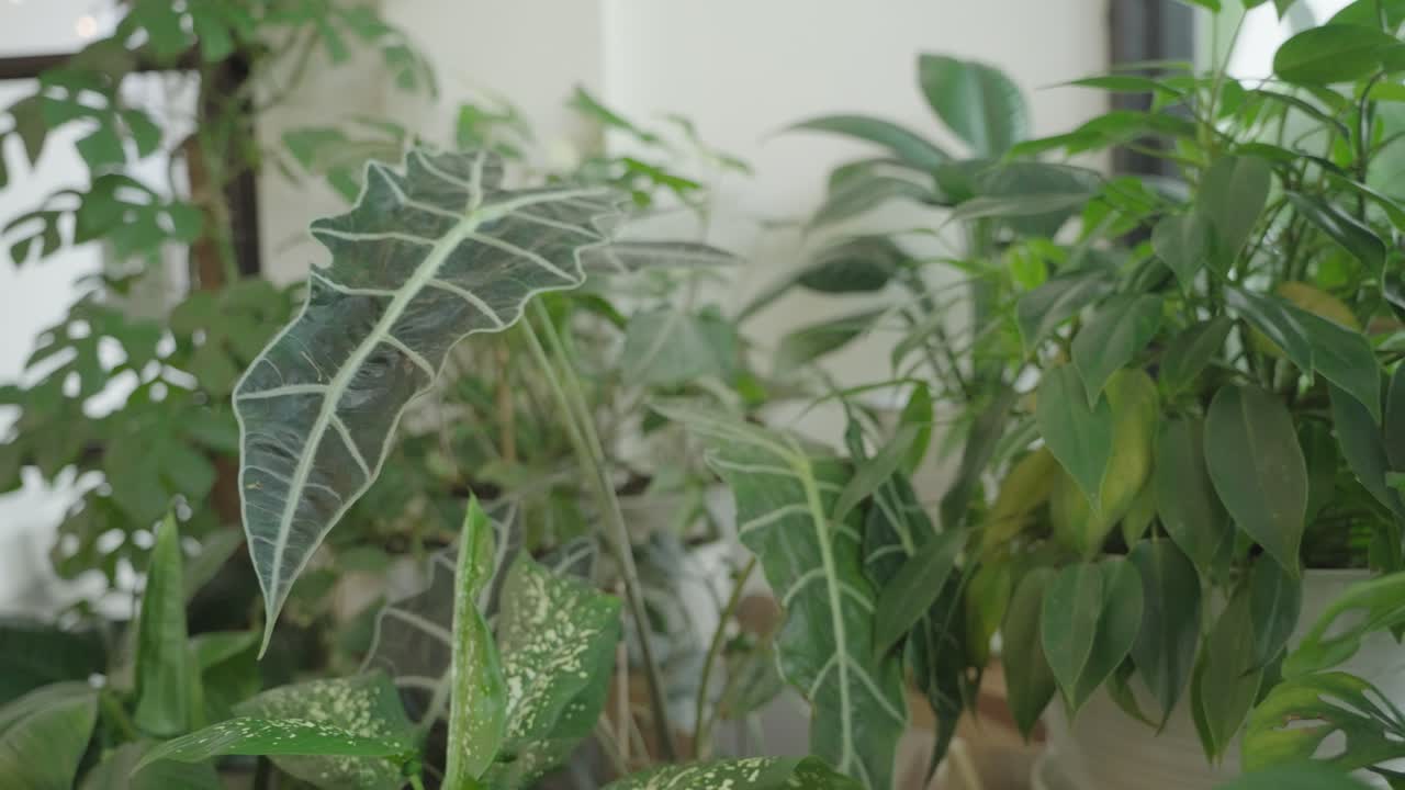 Collection of Houseplants