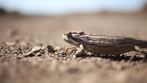 low-view-of-a-chameleon-crossing-a-gravel-road