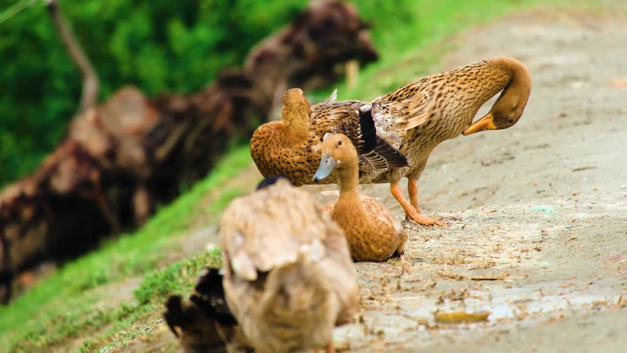 다양한 오리 들 의 무리 가 흔들리고 휴식을 취 하고 있다