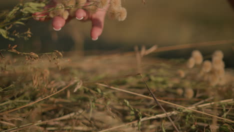 close up of person picking fluffy wild flowers from grassy field, focusing on delicate blooms and gentle motion of hand, surrounded by dried grass and sunlight