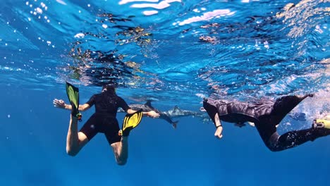 people and dolphins snorkeling together