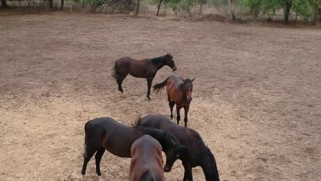 Horses-|-Horse-Racing-|-Race-Horses-|-Stud-Farm-in-India