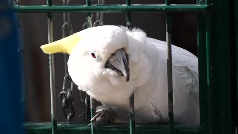 portrait shot of cute white cockatoo enjoying stroke of person,close up shot