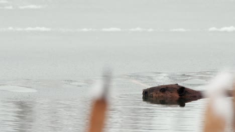 큰 비버는  ⁇ 은 얼어붙는 겨울 연못 얼음의 표면 아래로 잠수합니다.