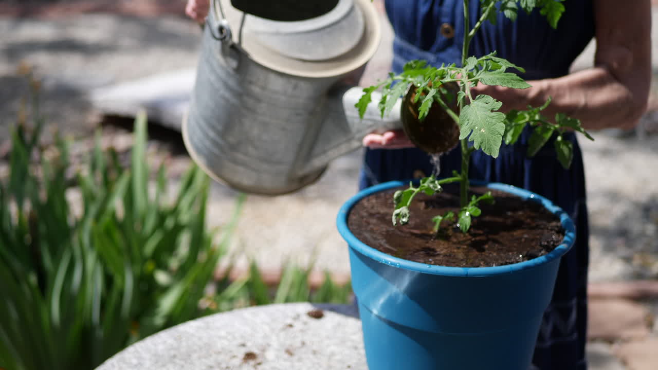 cierre las manos de una anciana jardinera regando una planta de tomate orgánico en un soleado jardín de vegetales en el patio trasero