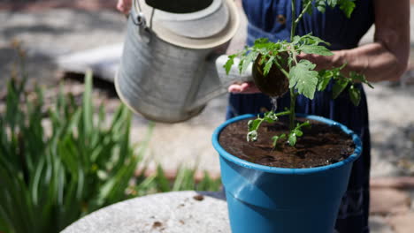 Close up on the hands of an elderly woman gardener watering an organic tomato plant in a sunny backyard vegetable garden