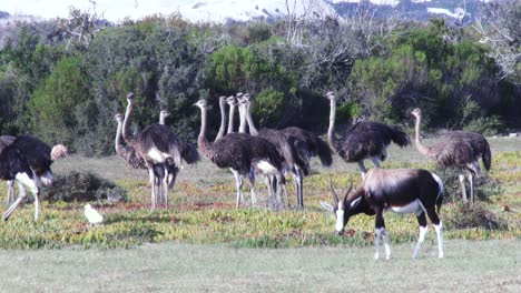 Strauße-Mit-Einem-Buntbock-Im-Vordergrund-Suchen-Im-Gras-Nach-Futter,-Im-Hintergrund-Dünen