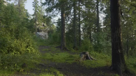 forest path with rocks