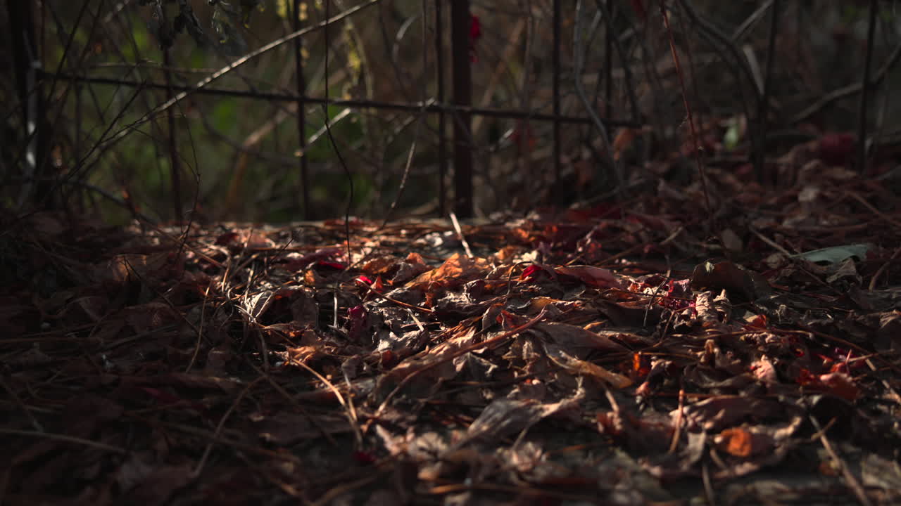 hojas de otoño en el suelo