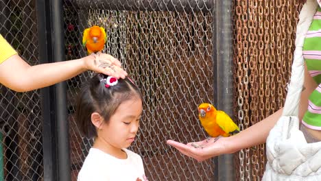 niña alimentando loros en el zoológico