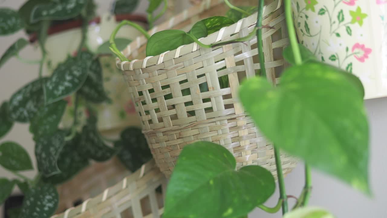 Plants in Baskets