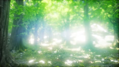 Morning-in-the-Misty-Spring-Forest-with-Sun-Rays