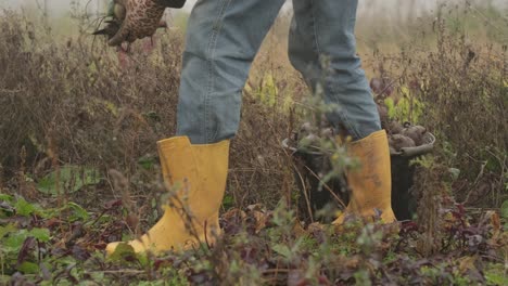 Closeup-Shot-Of-Vegetable-Picking-On-An-Agricultural-Food-Produce-Farm