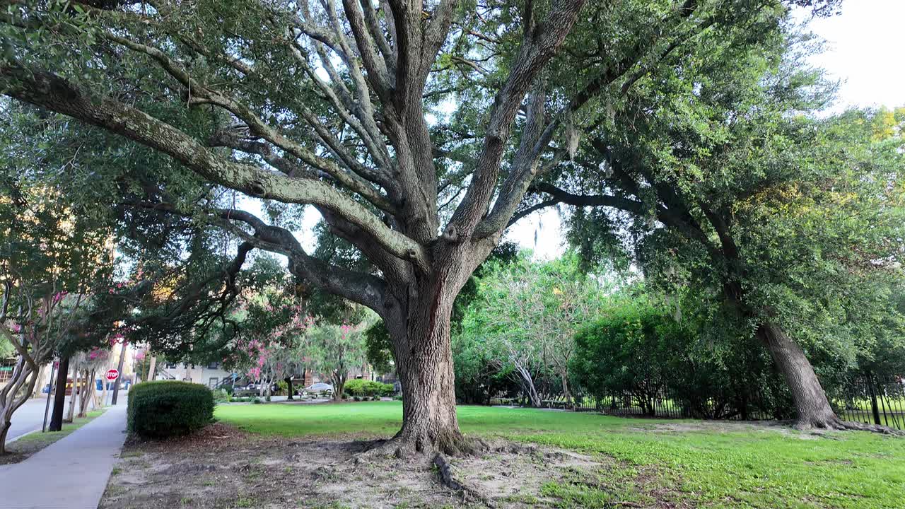 Panning up showing a massive historic tree in Savannah, Georgia