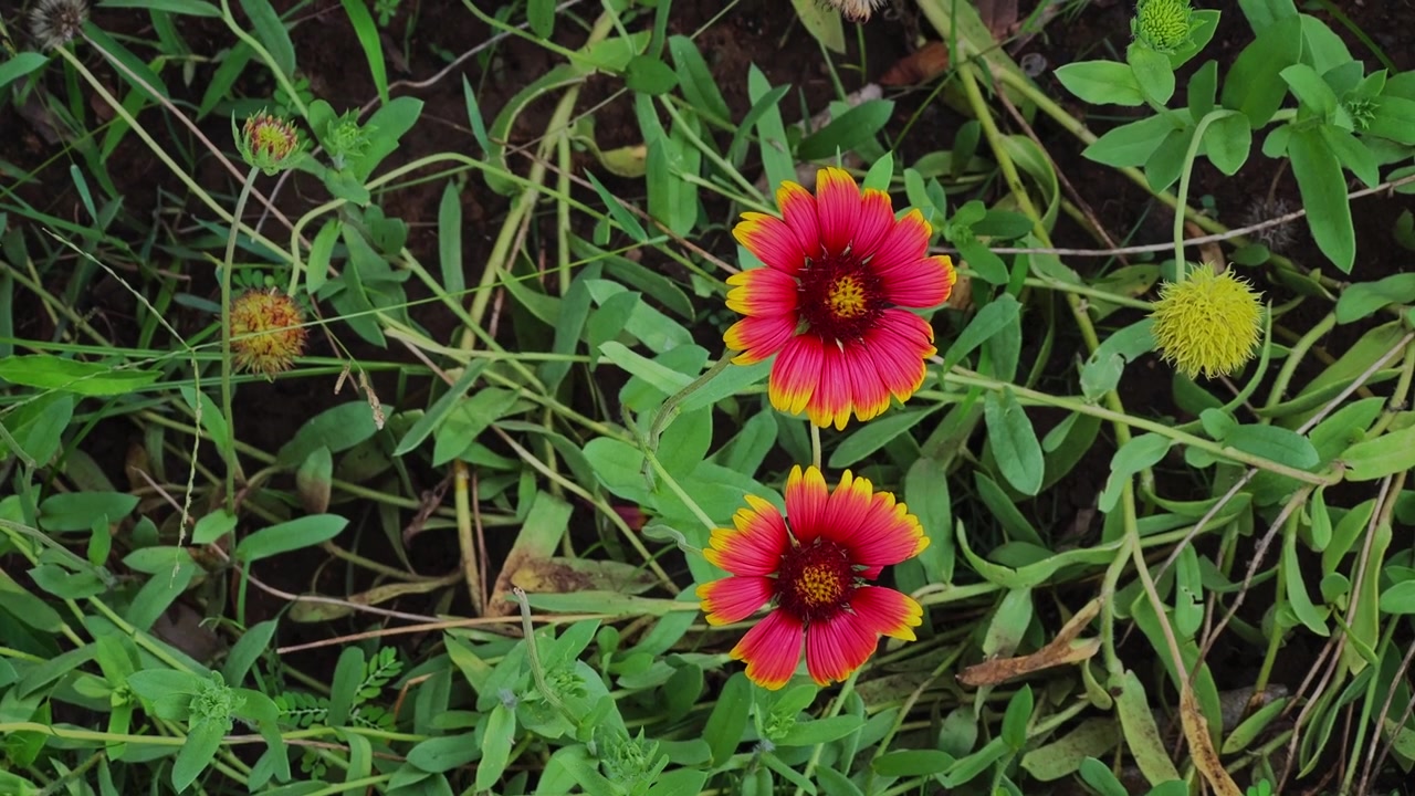 Primo piano di due vivaci fiori di Gaillardia che ondeggiano delicatamente tra il fogliame verde, creando una colorata scena di giardino naturale alla luce del giorno