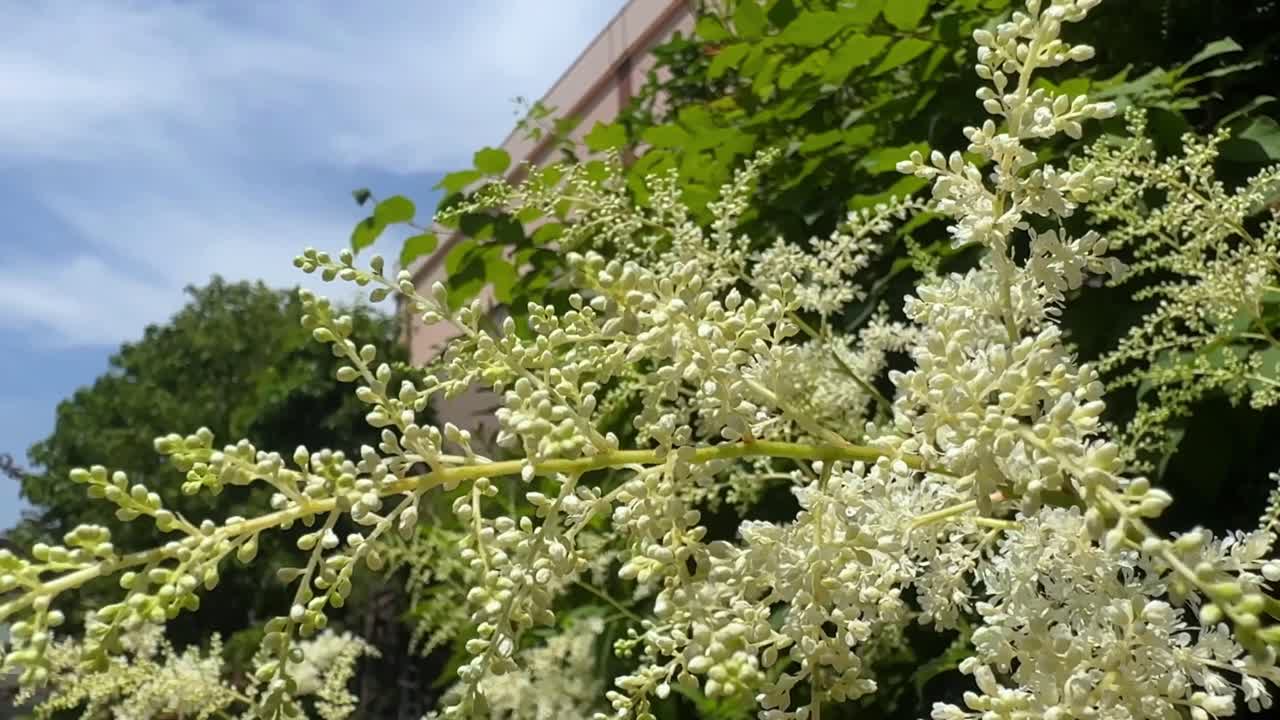 초록색 과 푸른 하늘 의 배경 에 섬세 한  꽃 이 꽃 을 피운다