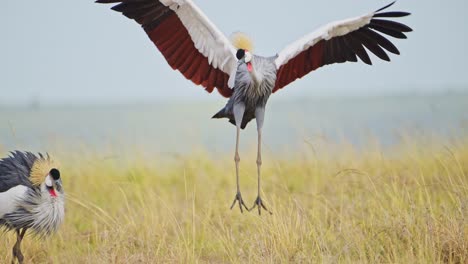 Cámara-Lenta-De-Pájaro-Grulla-Coronada-Gris-Bailando-Apareándose-Y-Mostrando-Haciendo-Un-Baile-De-Cortejo-Y-Exhibiendo-Para-Atraer-A-Una-Mujer-En-Maasai-Mara-En-África,-Vida-Silvestre-De-Aves-De-Safari-Africano-Tiro