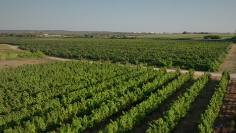 Weinberge-Bei-Sonnenuntergang,-Nahaufnahme-Aus-Der-Luft