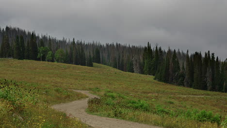 Pendiente-De-Montaña-Con-Bosque-De-Abetos-Durante-El-Día-Nublado