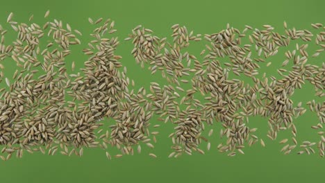 rye grain stripe isolated on green screen. top view