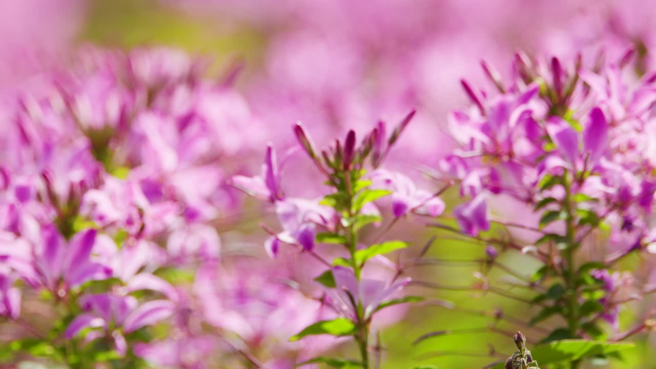 Kamera makro perlahan-lahan melakukan panning pada bunga Cleome hassleriana merah muda cerah yang memesona di bawah sinar matahari alami yang lembut