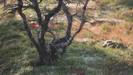 Trockener-Toter-Baum-In-Der-Herbstlichen-Tundralandschaft