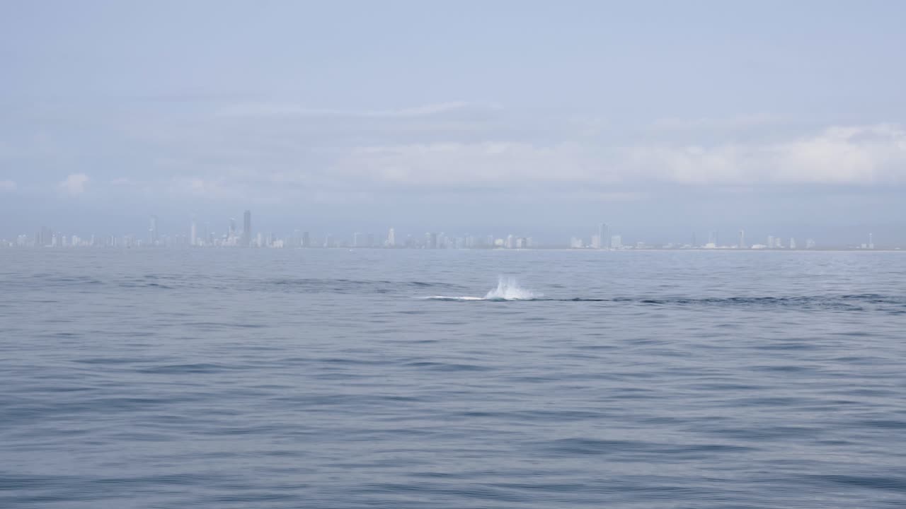 암 ⁇  고래는  ⁇ 으로 누워서 가 ⁇  지느러미를 들어 올리고 표면으로 떨어지게 하여 큰 스플래시를 만들어 ⁇ 니다.