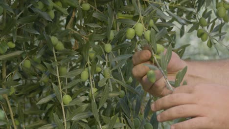 Cosecha-De-Aceituna-Italiana-En-Verano,-Sólo-Vista-De-Las-Manos.