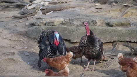 turkeys and brown hens walking and pecking in yard