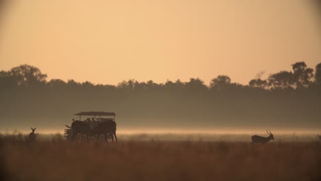 silhouette of a safari vehicle watching antelope fighting at sunset