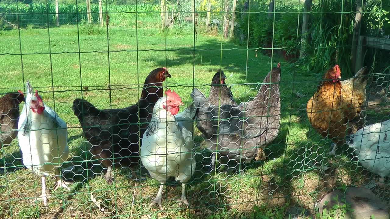 프랑스 노르망디에서 먹이를 기다리고 있는 닭들