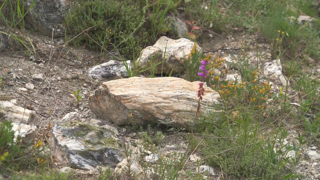 Small Purple Wildflower Growing Next to a Rock in a Grassy Field