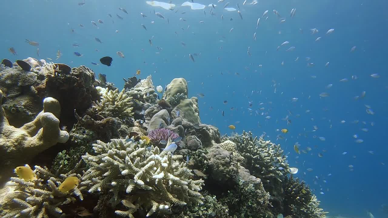 pequeño pez damisela tropical alrededor de un arrecife de coral duro con rayos de sol brillantes que brillan a través del agua