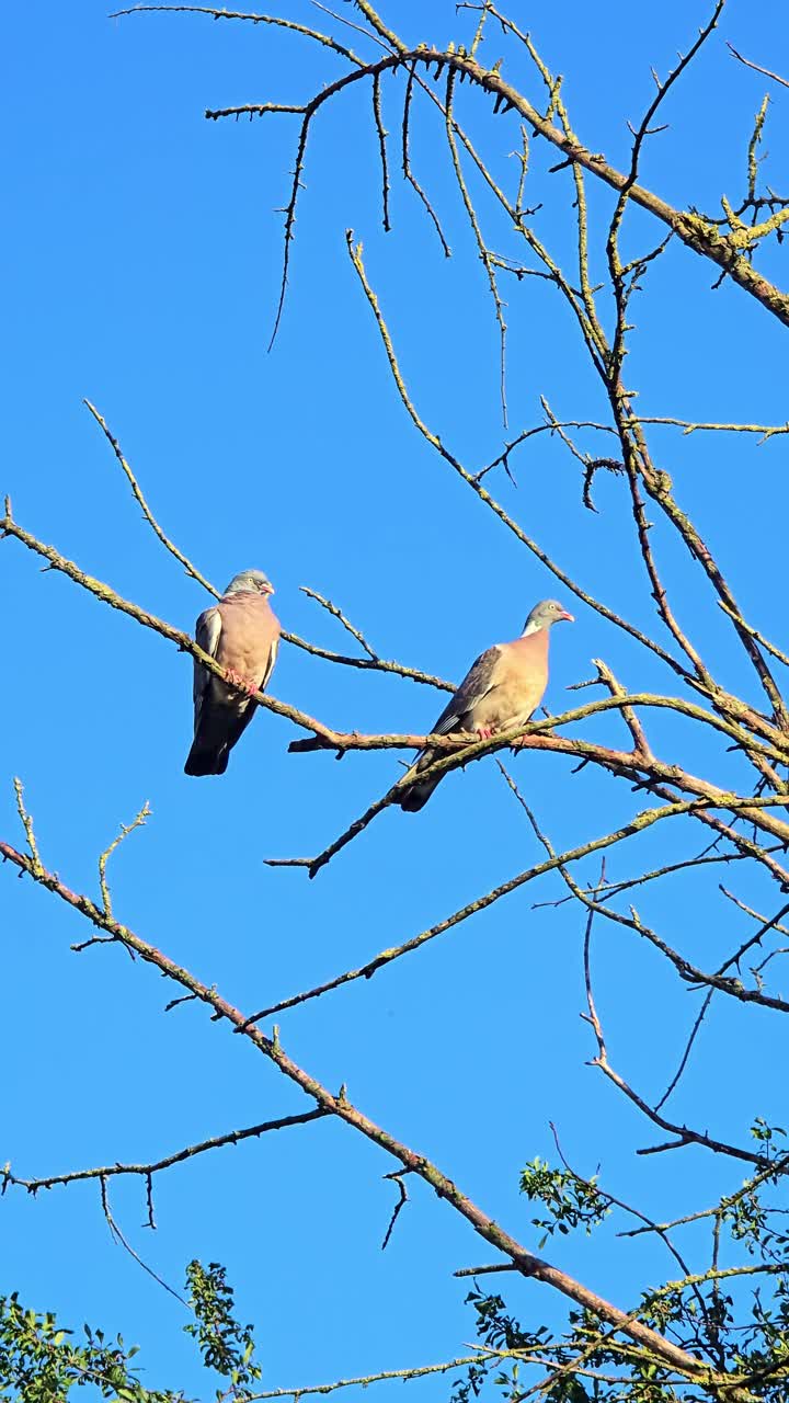 Two pigeons perch on leafless tree branches, one shifts slightly while branches move in the wind. The camera looks up at them against a clear blue sky