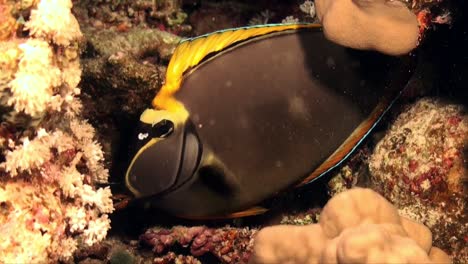 pez cirujano gris y naranja en arrecifes de coral tropicales