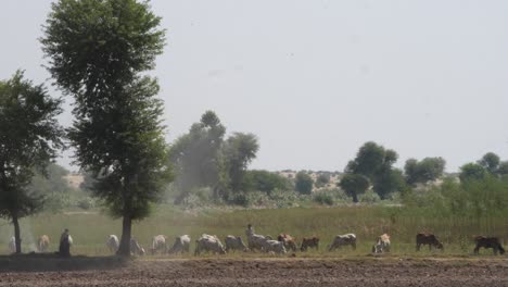 Toma-Aérea-De-Vacas-Pastando-En-Las-Tierras-De-Cultivo