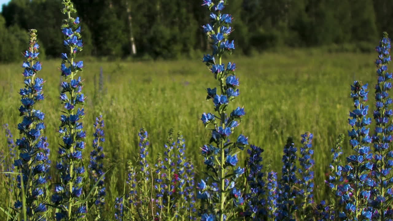 초원에서 파란 꽃