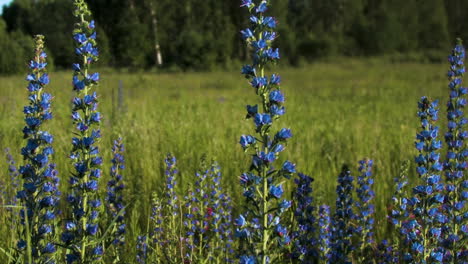 flores azules en un prado