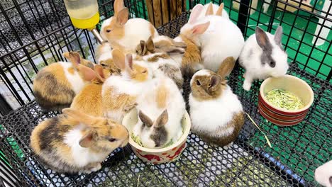 group of rabbits eating together in a cage