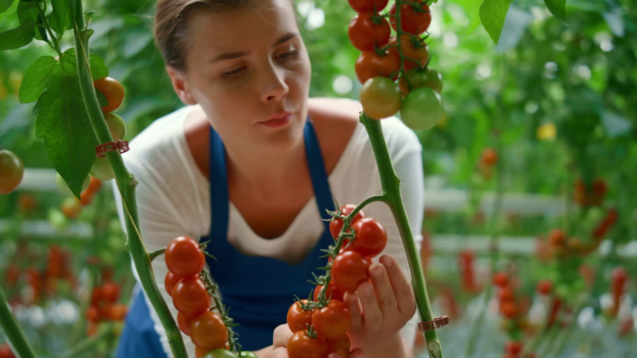 농업 노동자가  ⁇ 은 온실에서  ⁇ 은 신선한 토마토 가지를 수확하고 있습니다.