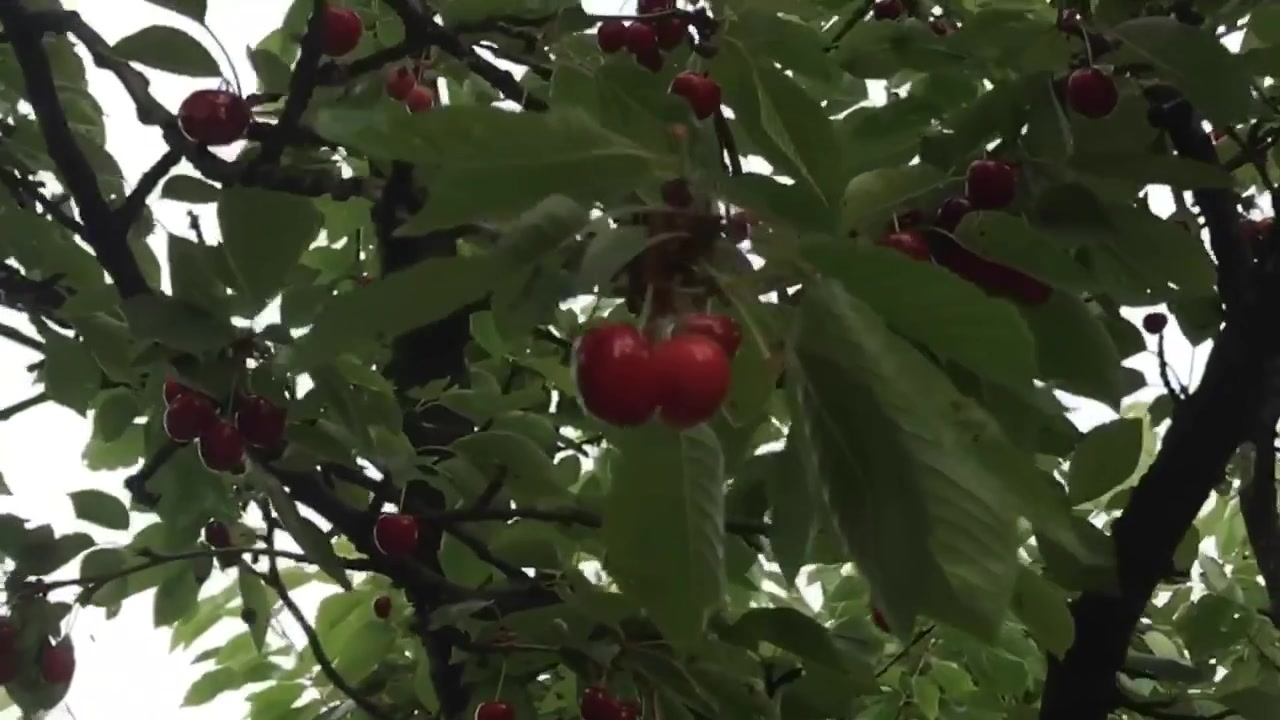 Sotto i carnosi frutti del ciliegio